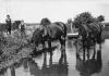 pferdewaschen1933-36